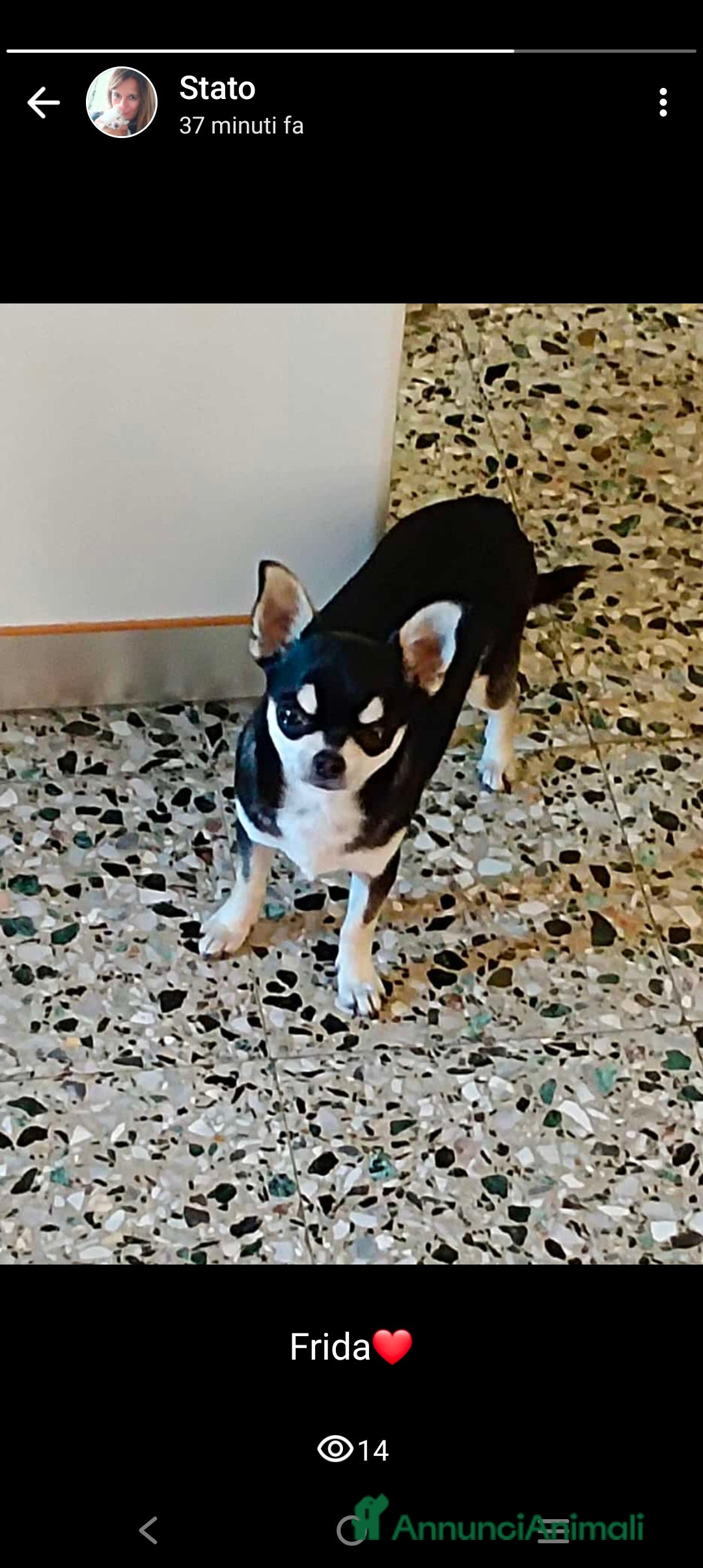 Chihuahua cani Isotta - Annuncio 19