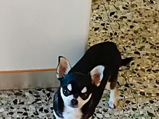 Chihuahua cani Isotta - Annuncio 19