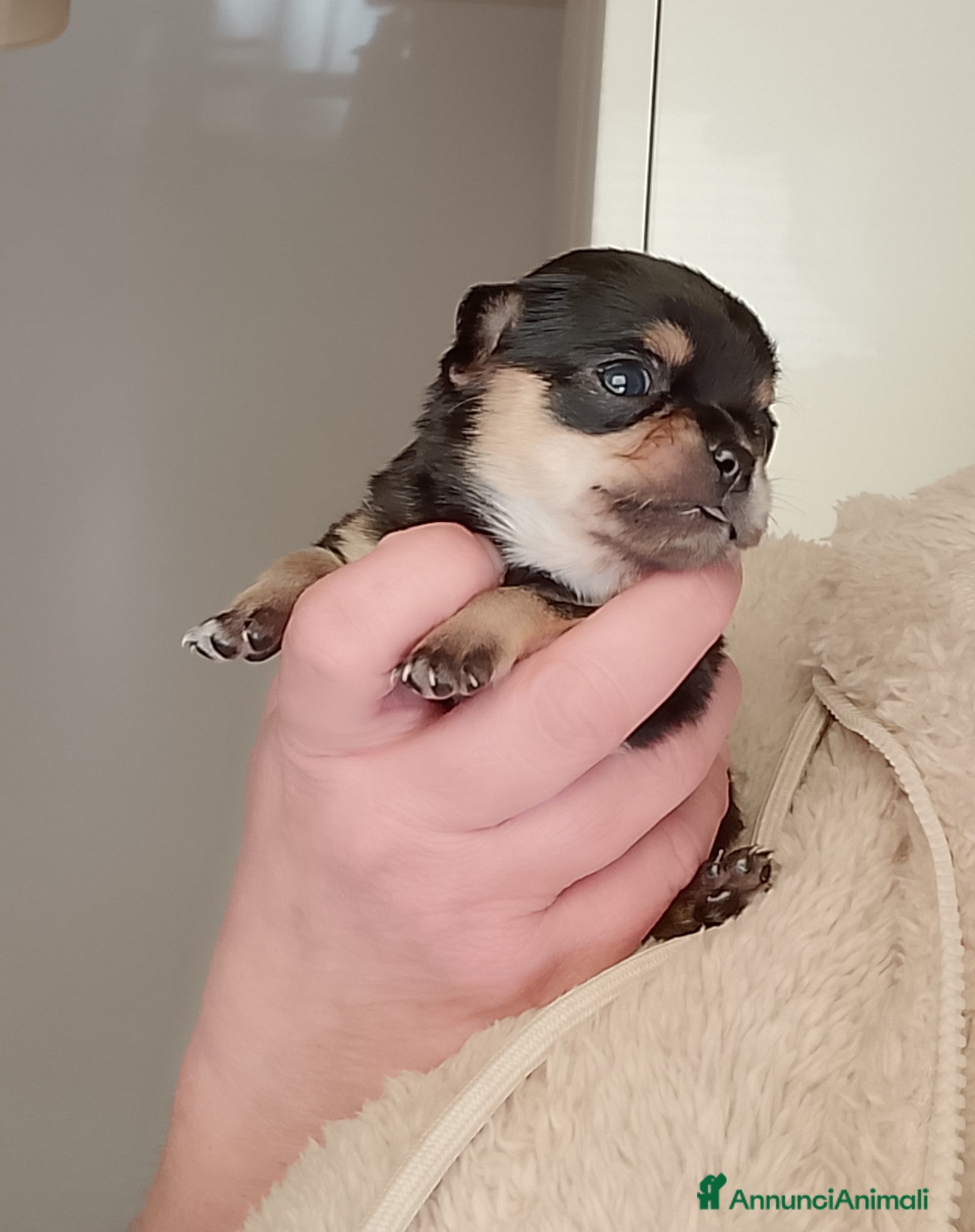 Chihuahua cani Chihuahua pedigree ENCI  - Annuncio 1