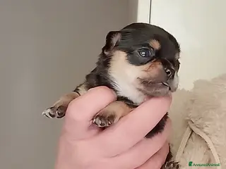 Chihuahua cani Chihuahua pedigree ENCI - Annuncio 1