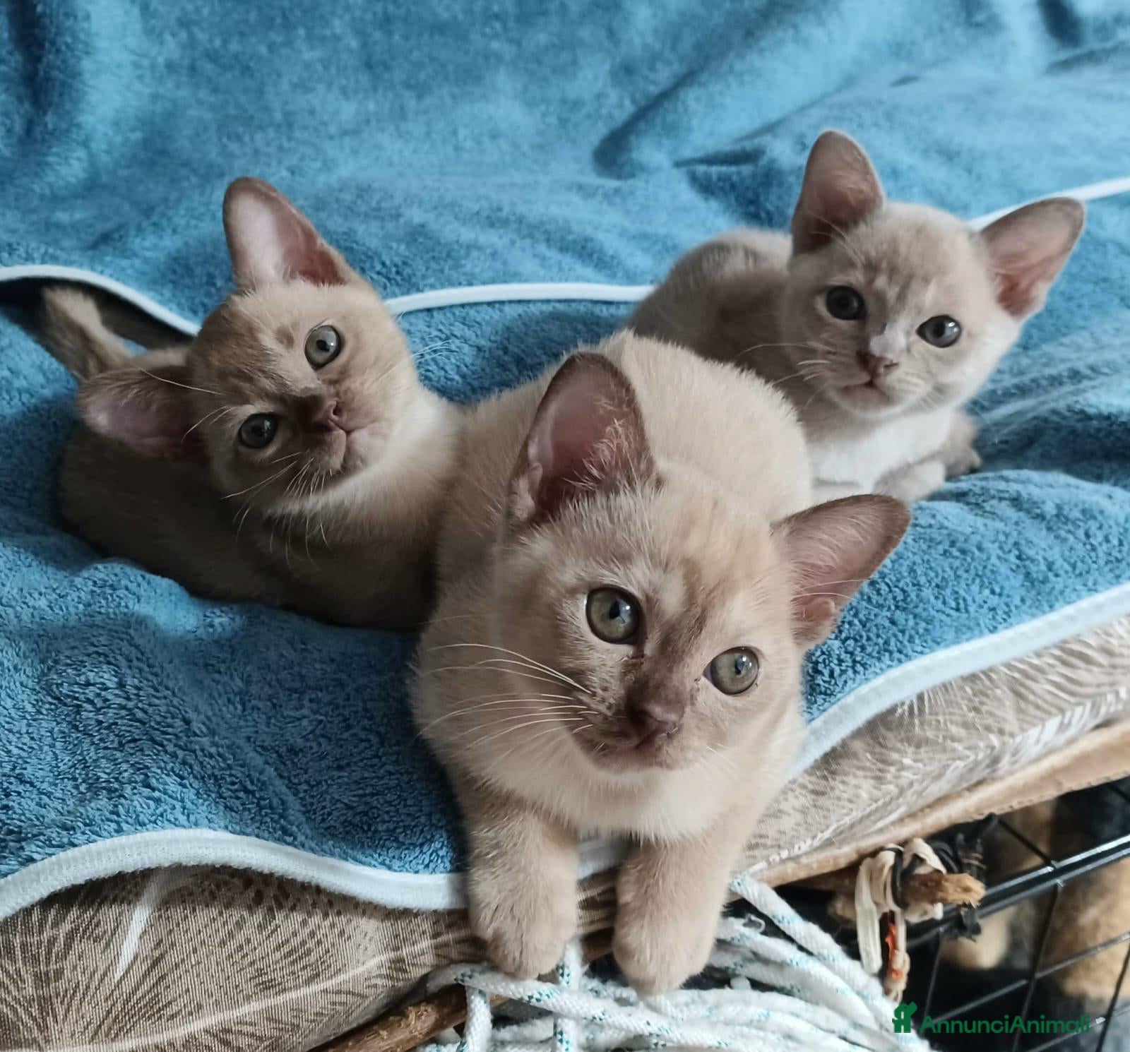 Burmese gatti Gattine Burmesi Europei Cioccolato e Lilla - Annuncio 23