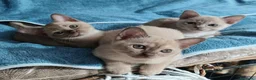 Burmese gatti in vendita: Gattine Burmesi Europei Cioccolato e Lilla - Annuncio 1