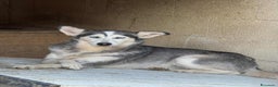 Husky cani in regalo: BLUE, bellissima mix HUSKY impaurita! - Annuncio 5
