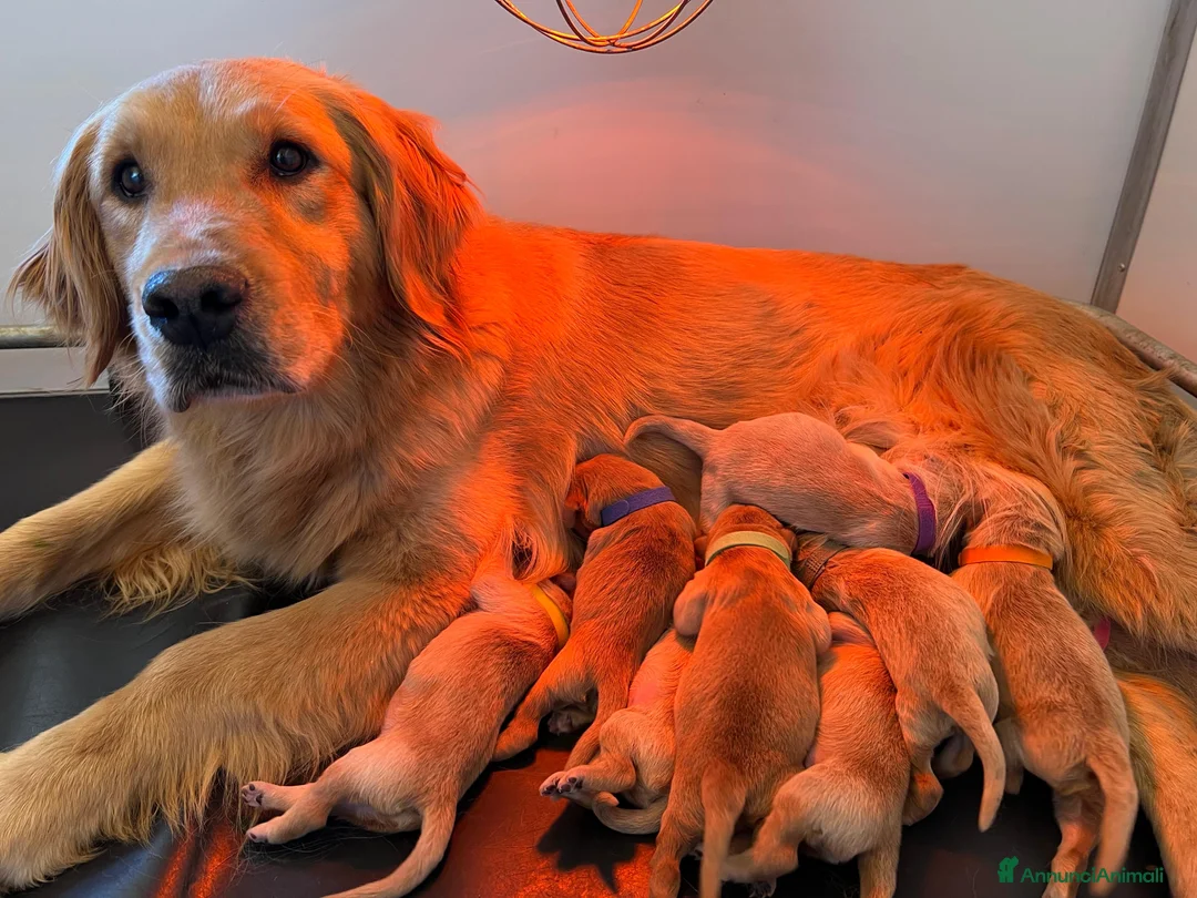 Golden Retriever cani in vendita: Cuccioli Golden Retriever con Pedigree ENCI - Annuncio 2