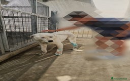 Meticcio cani in regalo: Consuelo: adozione del cuore o stallo  a Città Metropolitana di Genova - Immagine 13