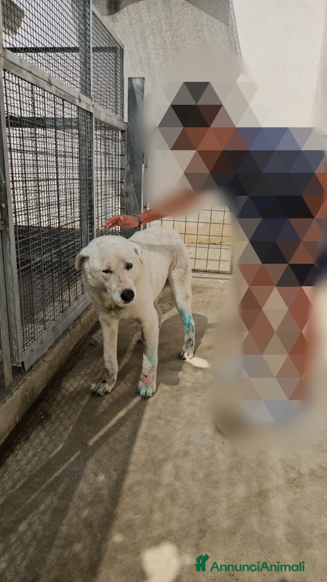 Meticcio cani in regalo: Consuelo: adozione del cuore o stallo  a Città Metropolitana di Genova - Annuncio 13