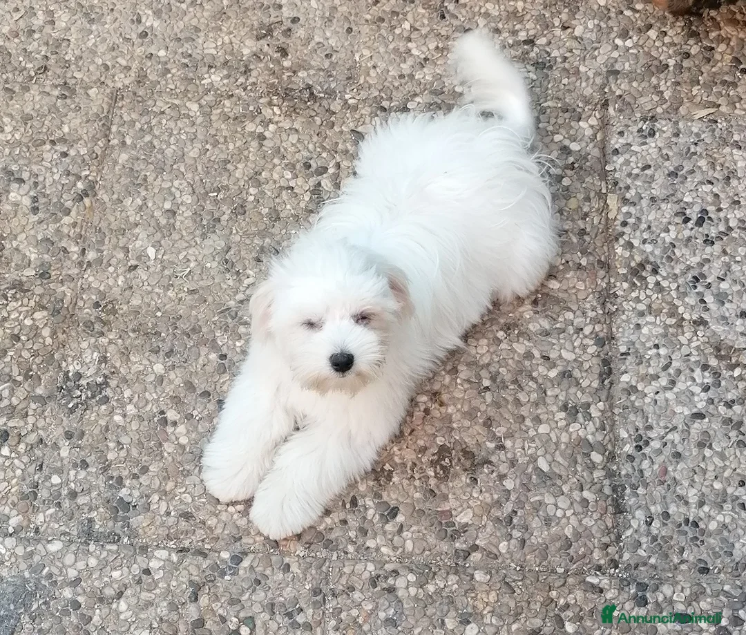 Maltese cani in vendita: Maltese cuccioli - Annuncio 1