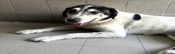 Meticcio cani in regalo: VALERIO DOLCE NONNINO - Annuncio 12