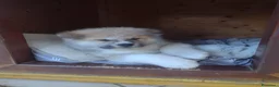 Akita Inu cani in vendita: Cuccioli di Akita giapponese  - Annuncio 7