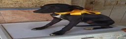 Meticcio cani in regalo: UNA MAMMA PER FIONA a Provincia di Varese - Annuncio 4