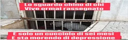 Meticcio cani in regalo: Vive in uno scantinato  - Annuncio 1