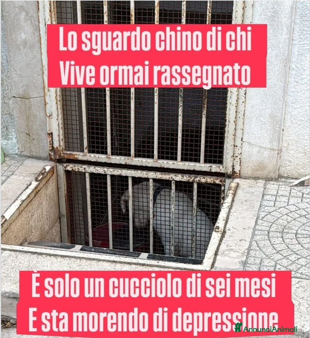 Meticcio cani in regalo: Vive in uno scantinato  - Annuncio 1