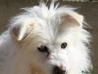 Meticcio cani Neve da troppo tempo aspetta una famiglia - Annuncio 15