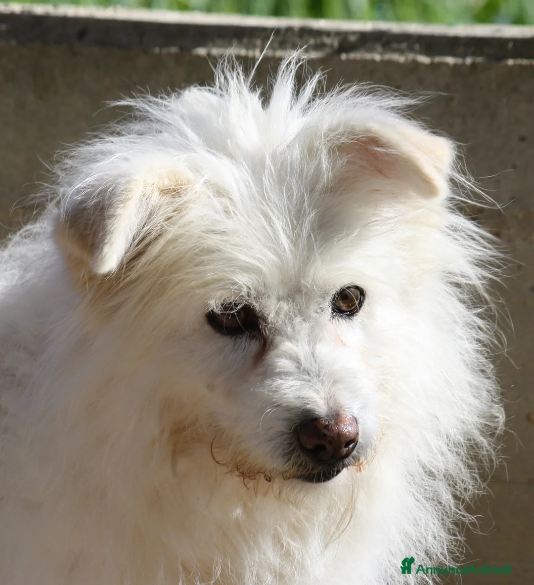 Meticcio cani in regalo: Neve da troppo tempo aspetta una famiglia - Annuncio 1