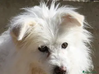 Meticcio cani Neve da troppo tempo aspetta una famiglia - Annuncio 18