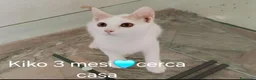 Meticcio gatti in regalo: GATTINI MERAVIGLIOSI  - Annuncio 5
