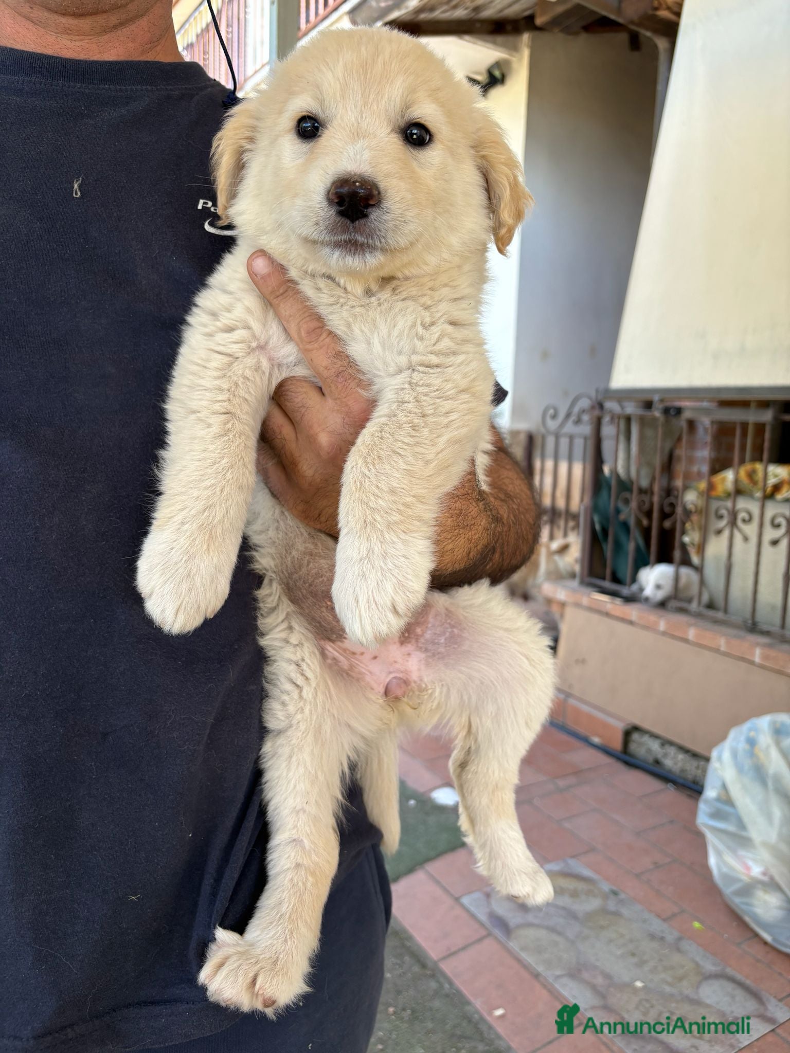 Meticcio cani Cuccioli Simil Labrador in regalo - Annuncio 41