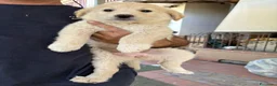 Meticcio cani in regalo: Cuccioli Simil Labrador in regalo a Città metropolitana di Roma Capitale - Annuncio 1