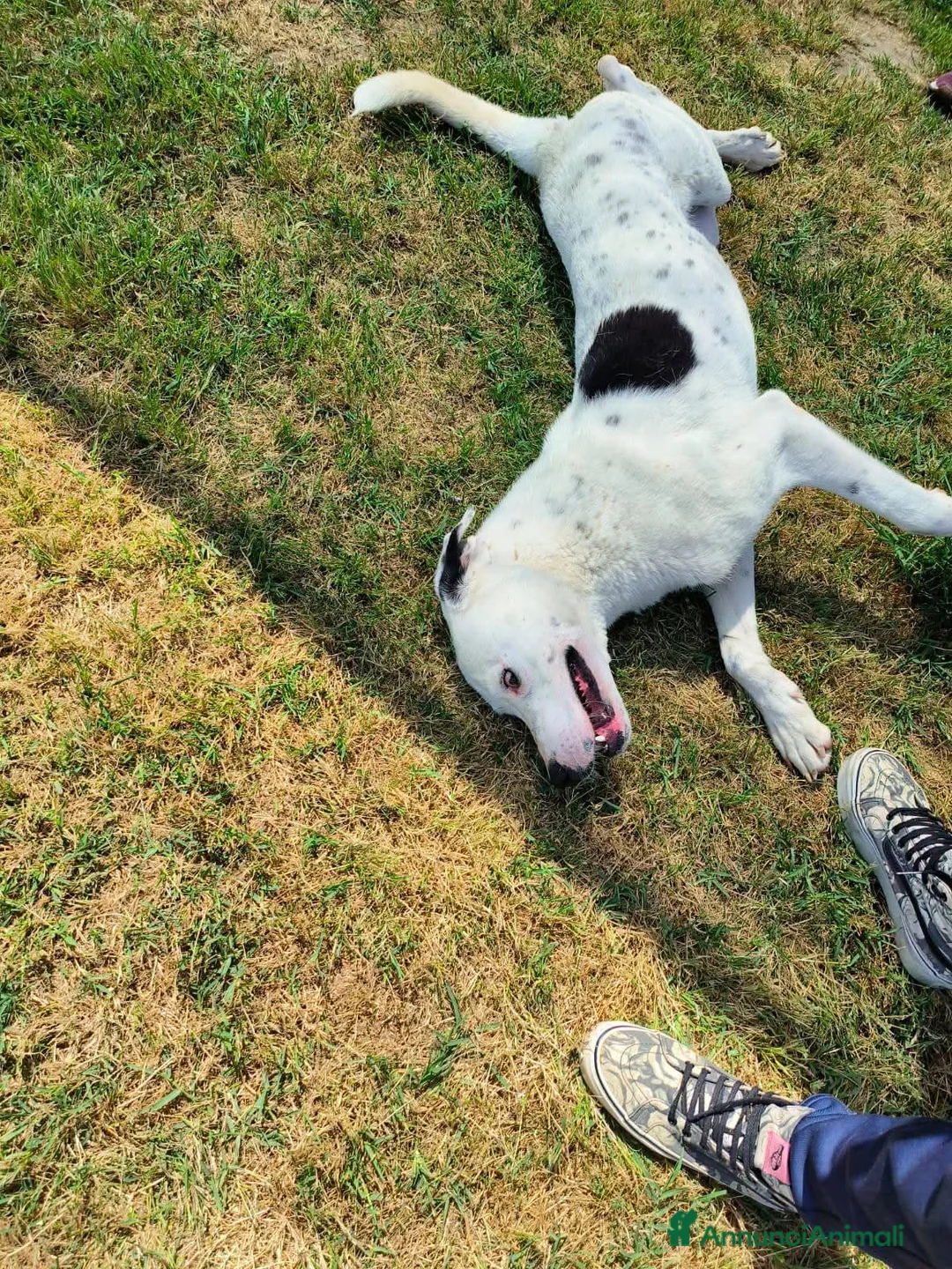 Meticcio cani in regalo: Rosario, cucciolone mix dalmata e dogo  - Annuncio 7