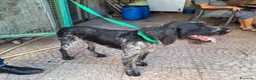 Drahthaar cani in regalo: Fabiana: dolcissima giovane Drahthaar - Annuncio 5