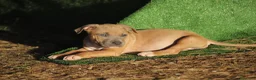 Pitbull cani in vendita: Pit Bull con pedigree anche a rate  - Annuncio 13