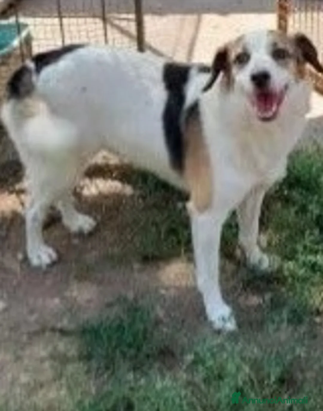 Meticcio cani in regalo: Ambra 5anni salita 2anni fa e mollata.MANTOVA URGE a Città metropolitana di Milano - Annuncio 1