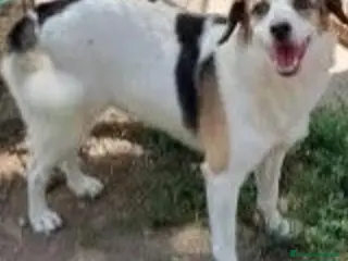 Meticcio cani Ambra 5anni salita 2anni fa e mollata.MANTOVA URGE a Città metropolitana di Milano - Annuncio 37