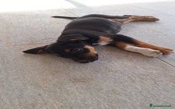 Altre razze cani in regalo: Cuccioli cercano casa  - Immagine 7