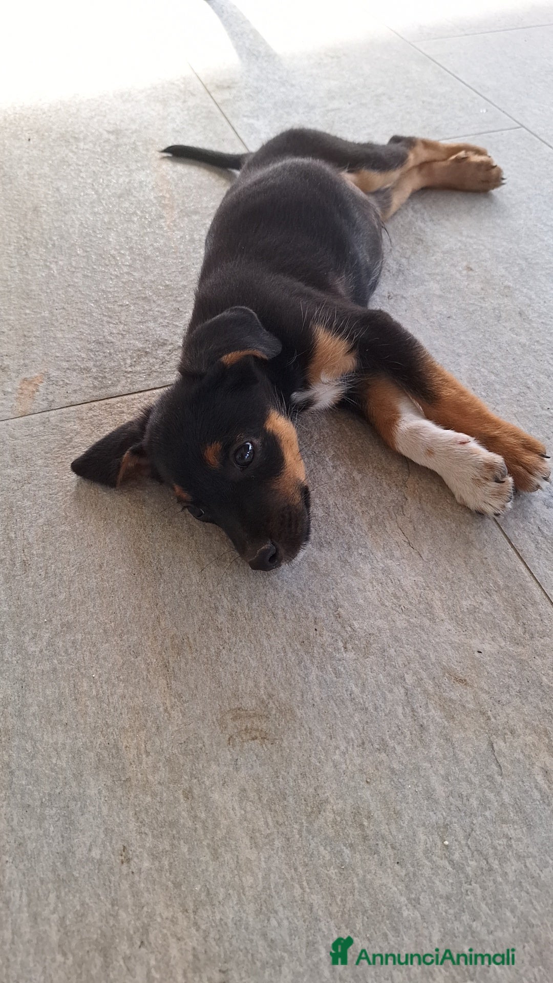 Altre razze cani in regalo: Cuccioli cercano casa  - Immagine 7