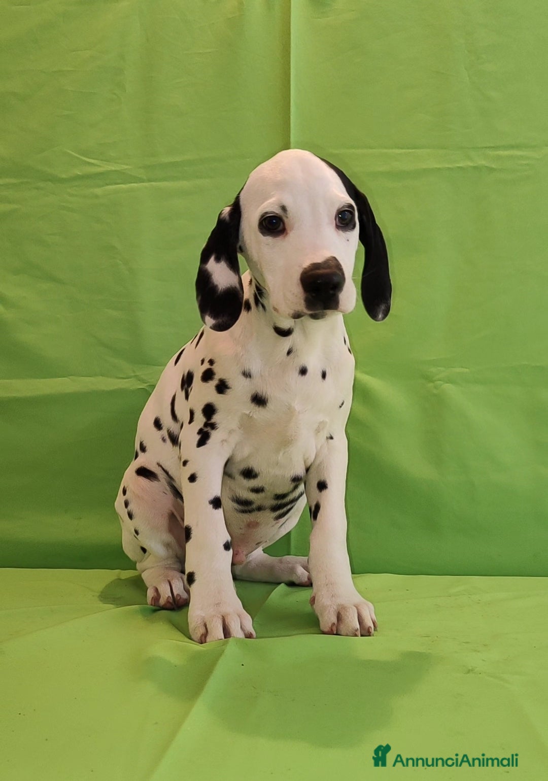 Dalmata cani Dalmata cuccioli  - Annuncio 2
