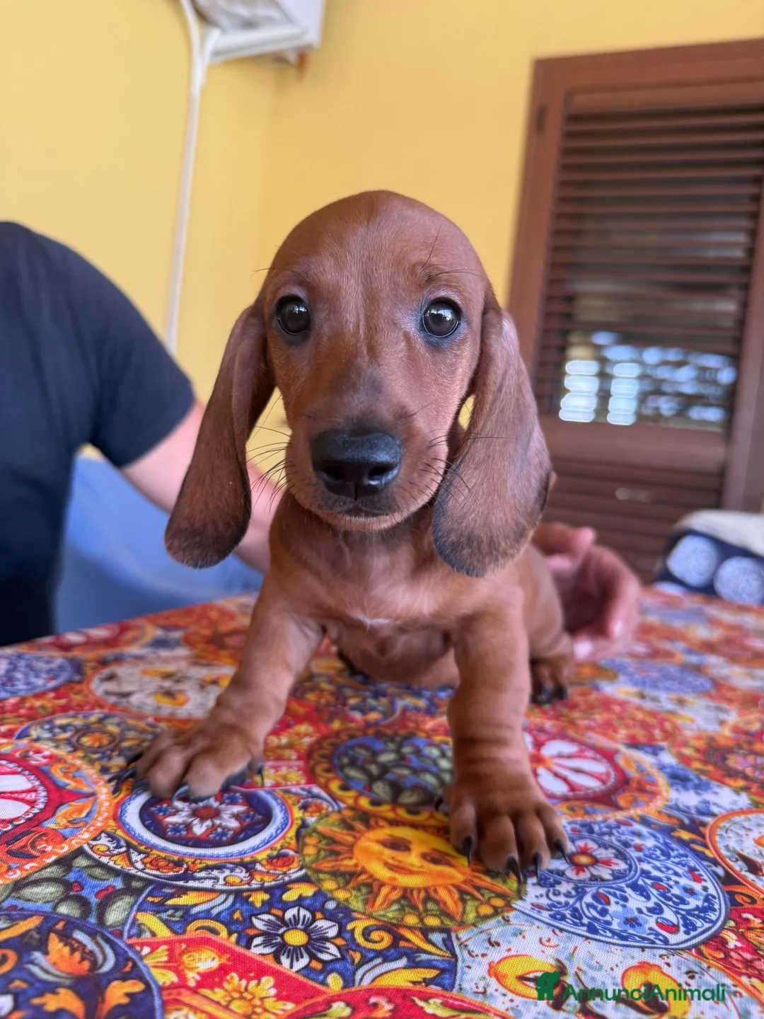 Bassotto cani in vendita: Splendido cucciolo di bassotto - Annuncio 2