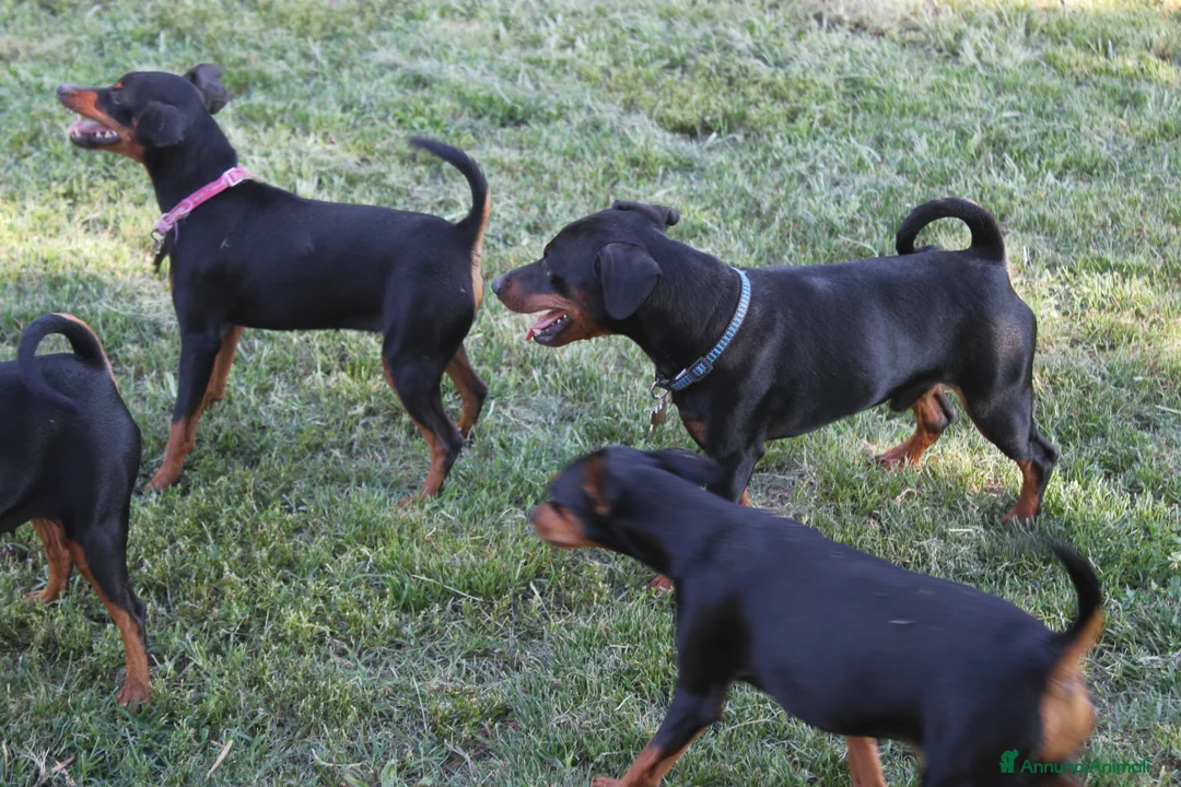 Pinscher Miniatura cani in vendita: Pinscher nano  - Annuncio 5