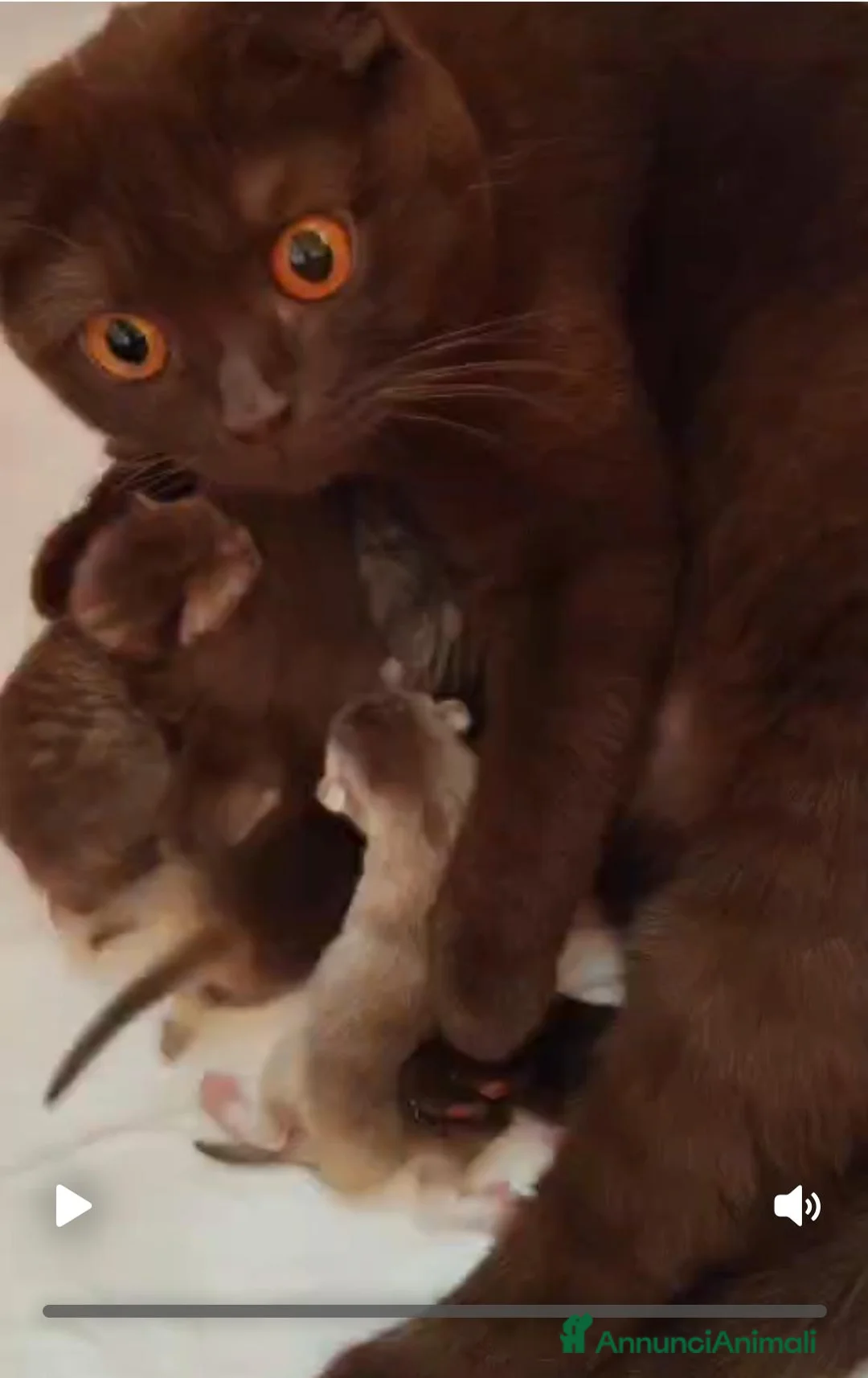 Scottish gatti in vendita: Gattini scottish fold, scottish straight - Annuncio 1