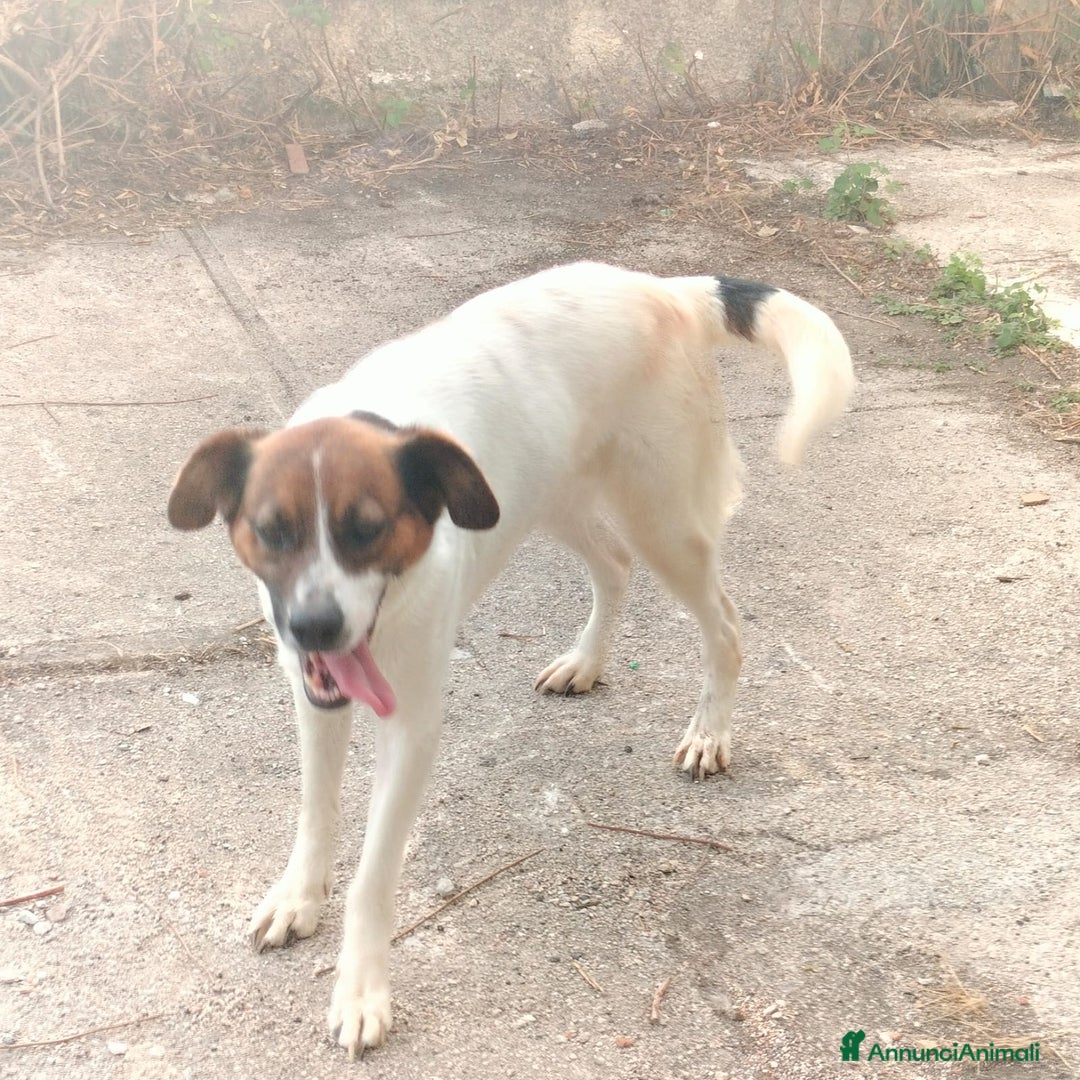 Meticcio cani in regalo: ALMA, CAGNA PEZZATA - Annuncio 4