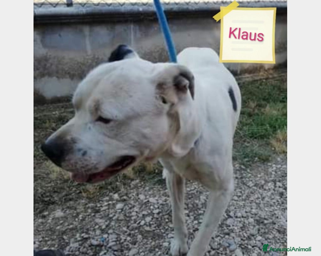 Meticcio cani Adozione urgente per il dolce Klaus  a Roma - Annuncio 2