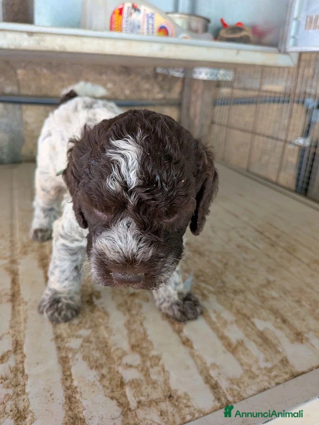 Lagotto cani in vendita: Cuccioli di lagotto  a Provincia di Viterbo - Annuncio 9