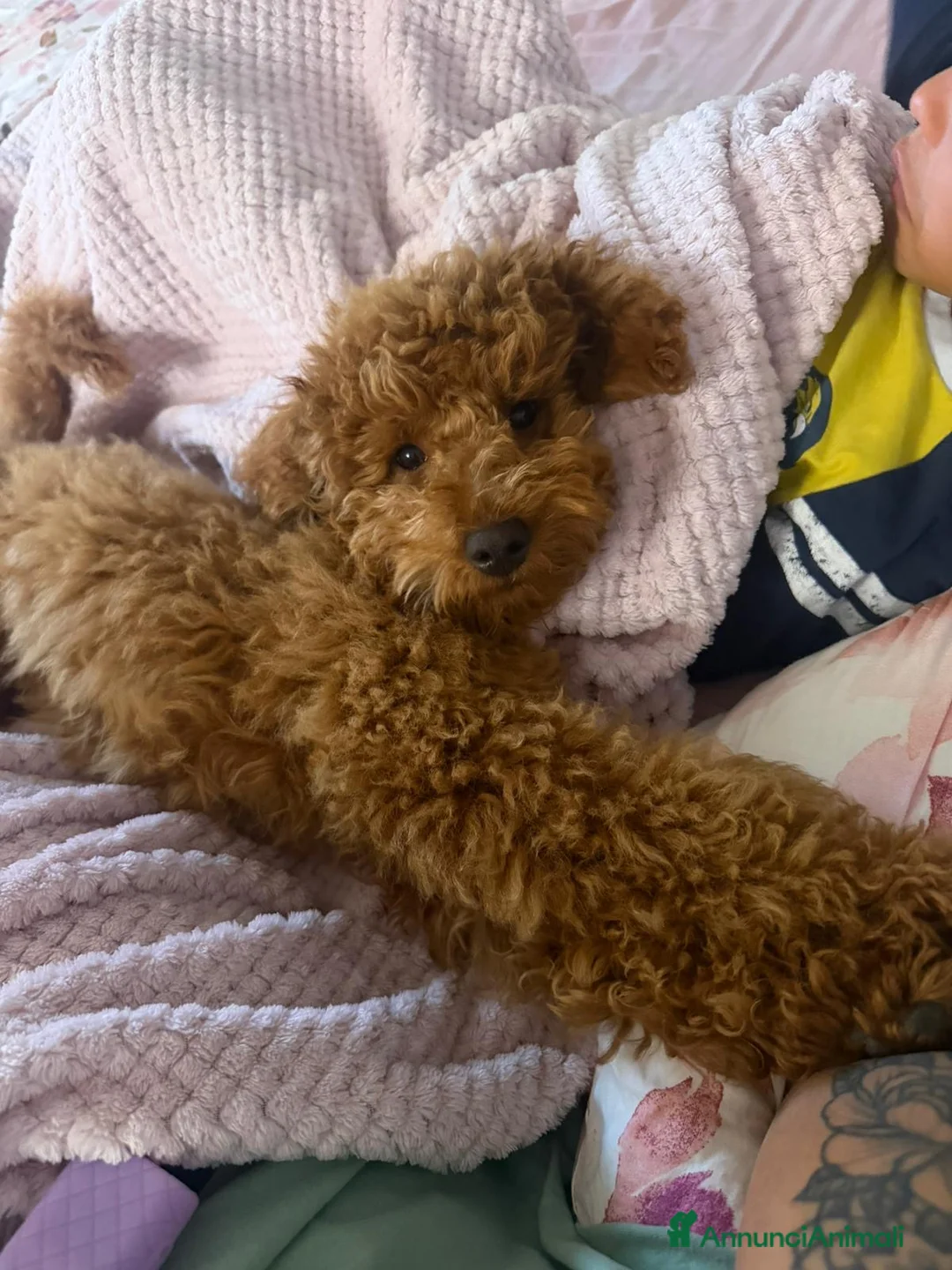 Barboncino cani in vendita: Barboncino nano  a Provincia di Brescia - Annuncio 1