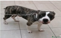 Pitbull cani in regalo: Pitbull 3anni equilibrato,ok bimbi URGENTE GENOVA a Città metropolitana di Milano - Immagine 1