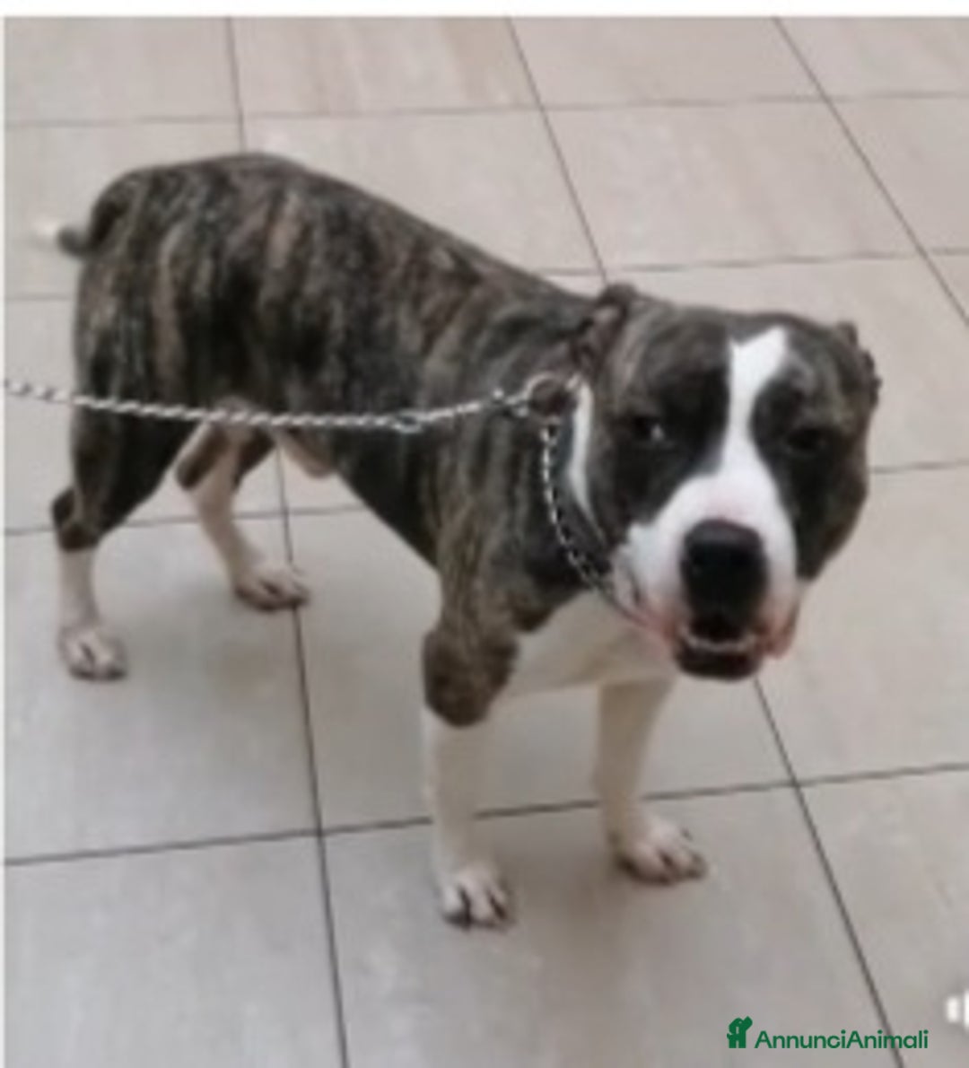 Pitbull cani in regalo: Pitbull 3anni equilibrato,ok bimbi URGENTE GENOVA a Città metropolitana di Milano - Immagine 1