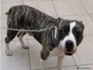 Pitbull cani Pitbull 3anni equilibrato,ok bimbi URGENTE GENOVA a Città metropolitana di Milano - Annuncio 18