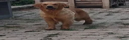 Golden Retriever cani in vendita: Cuccioli di golden retriever anglo americano  - Annuncio 1