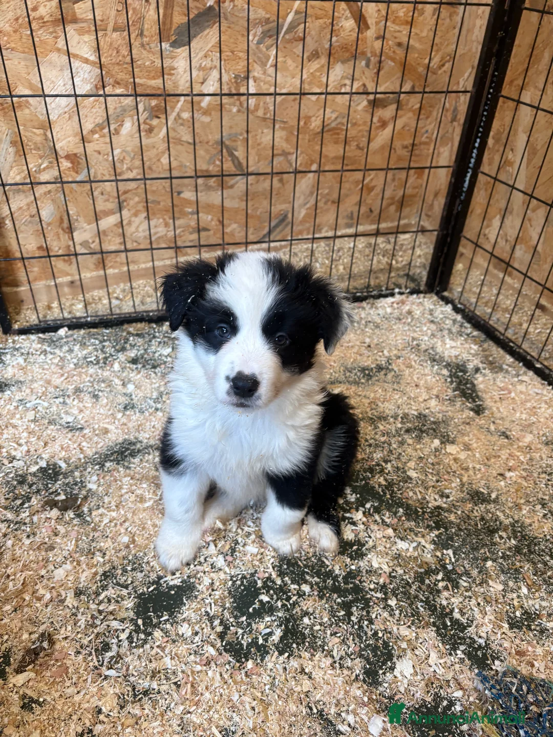 Border Collie cani in vendita: Border collie con pedigree  - Annuncio 3