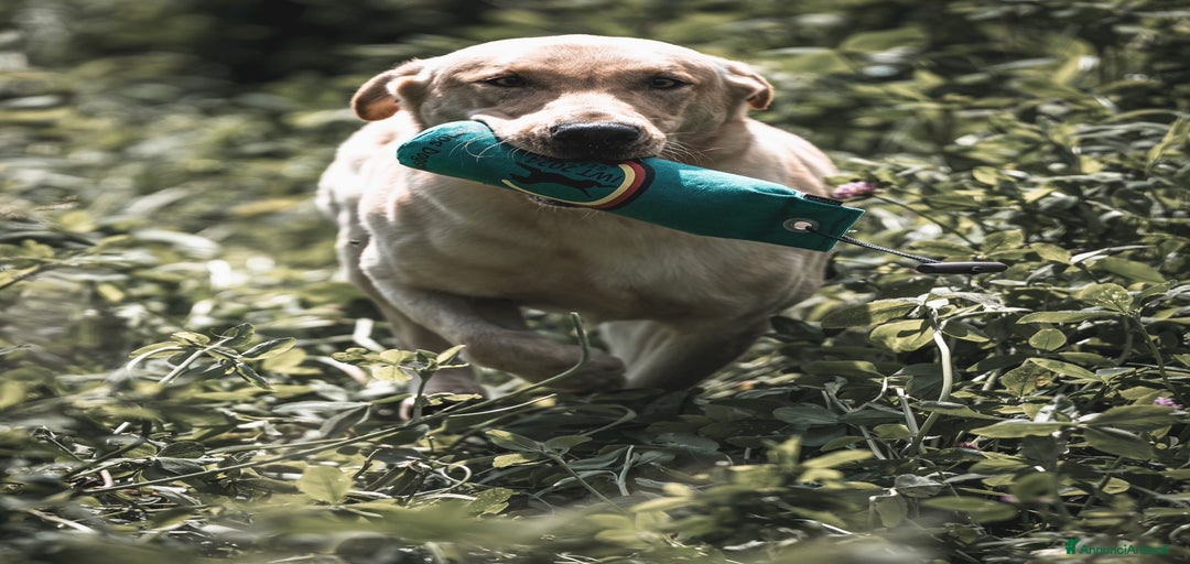 Immagine della galleria {{count}}