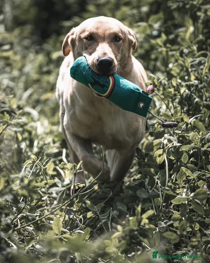 Immagine della galleria {{count}}