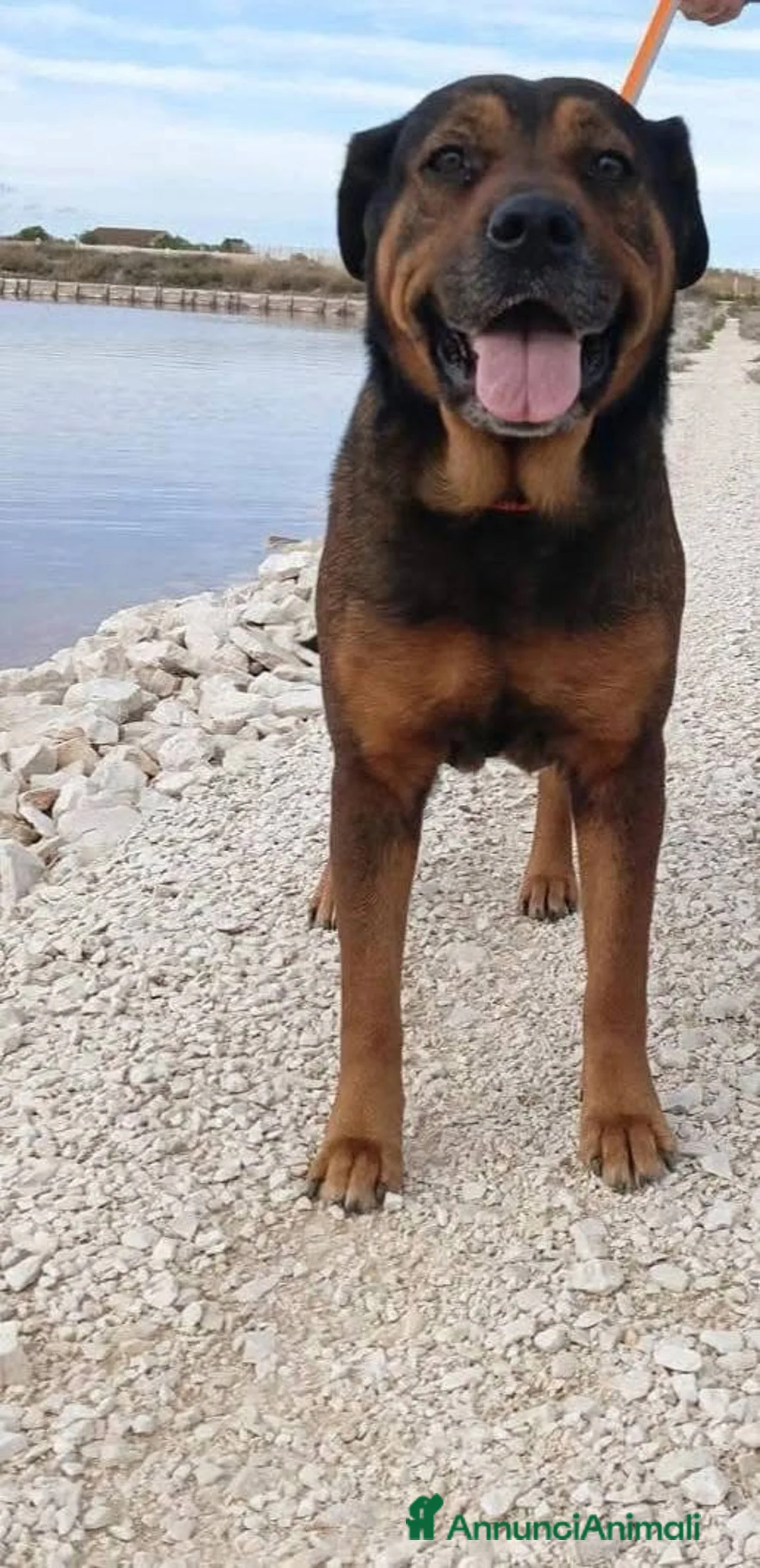 Dogue de Bordeaux cani in regalo: Nina 7 anni - Annuncio 11