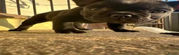 Bulldog Francese cani in vendita: bulldog francese nero tigrato  - Annuncio 7