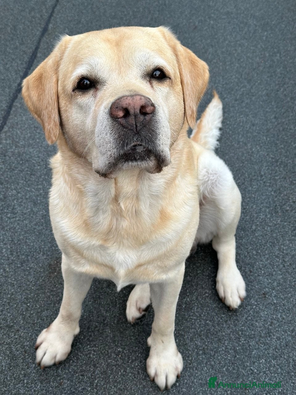 Labrador cani Per la monta, stupendo Labrador maschio - Annuncio 1