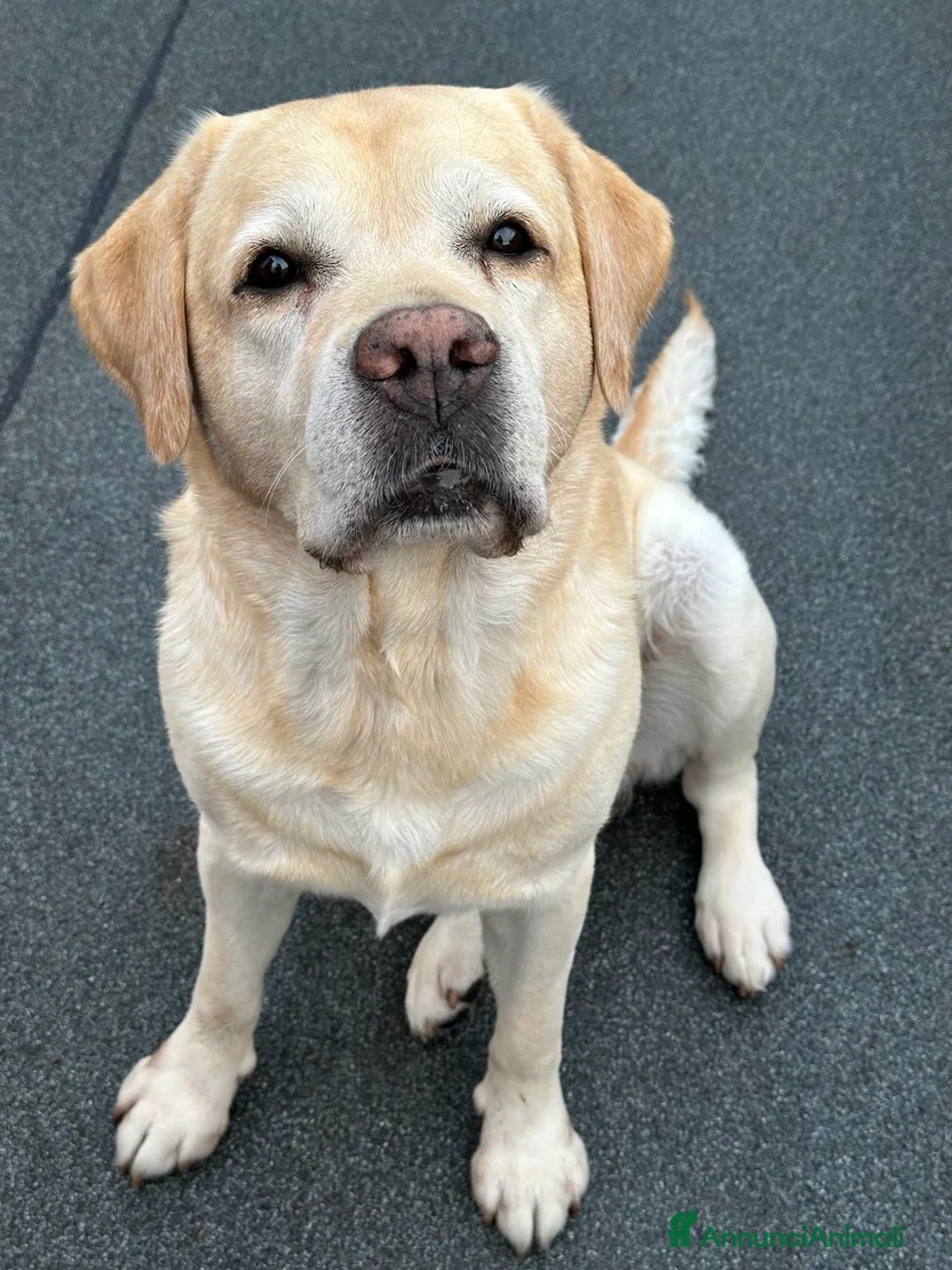 Labrador cani per accoppiamento: Per la monta, stupendo Labrador maschio - Annuncio 1