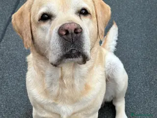 Labrador cani Per la monta, stupendo Labrador maschio - Annuncio 3