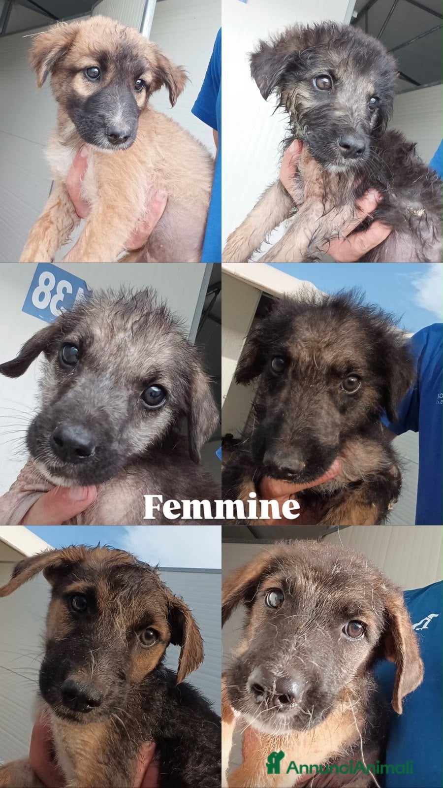 Meticcio cani Cuccioli  - Annuncio 21